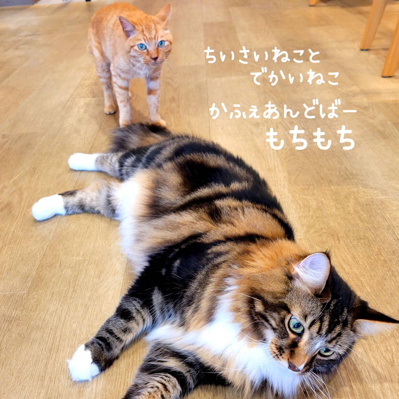 【Cafe＆Bar MOCHI MOCHI】本日の看板猫 摂りたて写真♪♪【京都】
