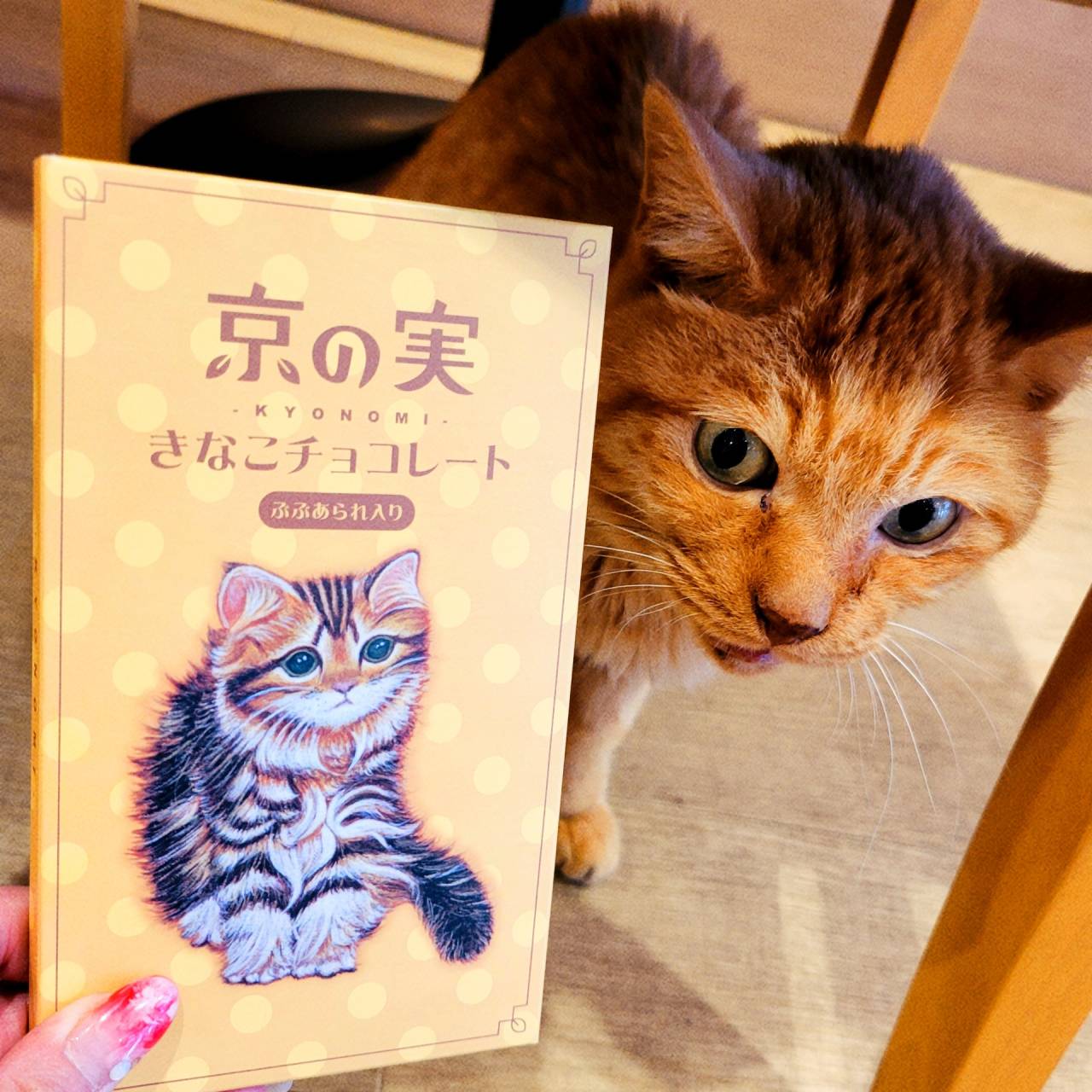 【猫がいるカフェ】本日の看板猫♥ラブリーショット【京都・千本丸太町】